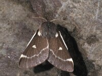 Eriogaster lanestris 2, Wolspinner, Saxifraga-Frits Bink