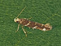 Eteobalea sumptuosella