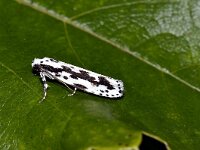Ethmia pusiella