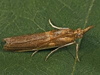 Etiella zinckenella
