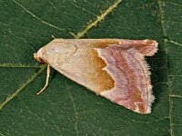 Eublemma rosea