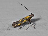 Eucalybites auroguttella