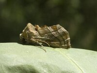 Euchalcia variabilis, Purple-shaded