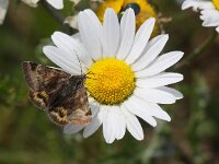 Euclidia glyphica 5, Bruine daguil, Saxifraga-Peter Meininger