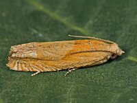 Eucosma balatonana