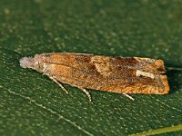 Eucosma conterminana