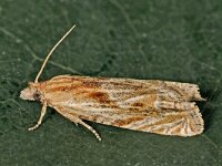 Eucosma hohenwartiana