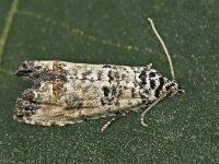 Eucosma lugubrana