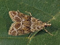 Eudonia lacustrata