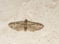 Eupithecia ericeata