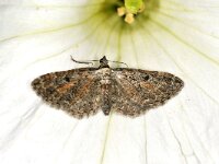 Eupithecia icterata