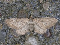 Eupithecia intricata, Freyer s Pug