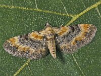 Eupithecia linariata 2, Vlasbekdwergspanner, Saxifraga-Zoran-Bozovic