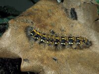 Euplagia quadripunctaria, Jersey Tiger