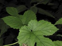 Euplagia quadripunctaria 14, Spaanse vlag, Saxifraga-Rob Felix : Animalia, Arthropoda, Insecta, Lepidoptera, animal, arthropod, butterfly, dier, dieren, geleedpotige, geleedpotigen, insect, insecten, vlinder, vlinders