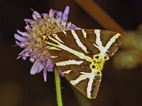 252_27A, Euplagia quadripun : Euplagia quadripunctaria, Spaanse vlag, Jersey Tiger