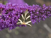 Euplagia quadripunctaria 48, Spaanse vlag, Saxifraga-Willem van Kruijsbergen
