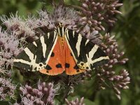 Euplagia quadripunctaria 5, Spaanse vlag, male, Saxifraga-Jan van der Straaten