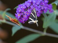 Euplagia quadripunctaria 50, Spaanse vlag, Saxifraga-Jan Nijendijk