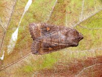 Eupsilia transversa 2, Wachtervlinder, Saxifraga-Peter Gergely