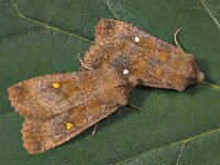 Eupsilia transversa 3, Wachtervlinder, Saxifraga-Zoran-Bozovic