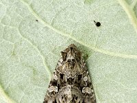 Eurois occulta, Great Brocade