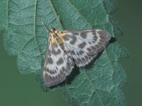 Eurrhypara hortulata, Small Magpie