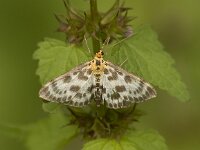 Bonte Brandnetelmot, Small Magpie, Eurrhypara hortulata : Fauna, Insect, Lepidoptera, Micronachtvlinder, Nachtvlinder, Ongewervelde