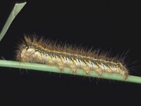 Euthrix potatoria, Drinker