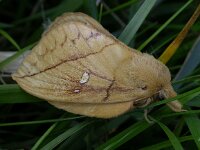 Euthrix potatoria 7, Rietvink, Saxifraga-Peter Meininger