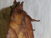 Euthrix potatoria 8, Rietvink, Saxifraga-Rutger Barendse