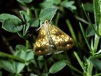 Evergestis politallis