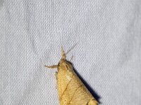 Falcaria lacertinaria 2, Bleke eenstaart, Saxifraga Beeldbank-Gerard de Jong : Bleke eenstaart, Falcaria lacertinaria, Insect, Macro, Overig, Saxifraga Beeldbank, moth, nachtvlinder