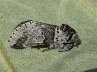 Furcula furcula, Sallow Kitten