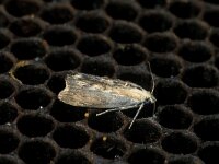 Galleria mellonella, Wax Moth