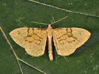 Gandaritis pyraliata