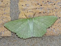 Geometra papilionaria #08613 : Geometra papilionaria, Zomervlinder