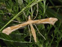 Gillmeria pallidactyla 3, Saxifraga-Ab H Baas