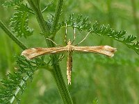Gillmeria pallidactyla N3395 : lichte zandvedermot, Gillmeria pallidactyla, Yarrow Plume