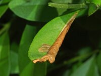 Gracillaria syringella