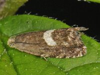 Grapholita discretana 2, Saxifraga-Ab H Baas