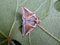 Habrosyne pyritoides 3, Vuursteenvlinder, Saxifraga-Peter Meininger
