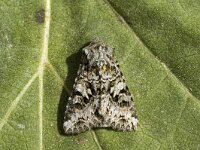 Hada plebeja, Shears