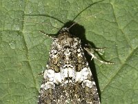 Hadena compta, Varied Coronet