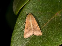 Helicoverpa armigera