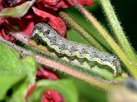 Helicoverpa armigera 2, Katoendaguil, Saxifraga-Peter Gergely