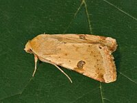 Heliothis peltigera