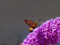 Glasvleugelpijlstaart  Glasvleugelpijlstaart in Les Trigots-Fr. : Hemaris fuciformis