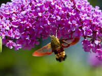 Glasvleugelpijlstaart  Glasvleugelpijlstaart in Les Trigots-Fr. : Hemaris fuciformis