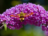 Glasvleugelpijlstaart  Glasvleugelpijlstaart in Les Trigots-Fr. : Hemaris fuciformis